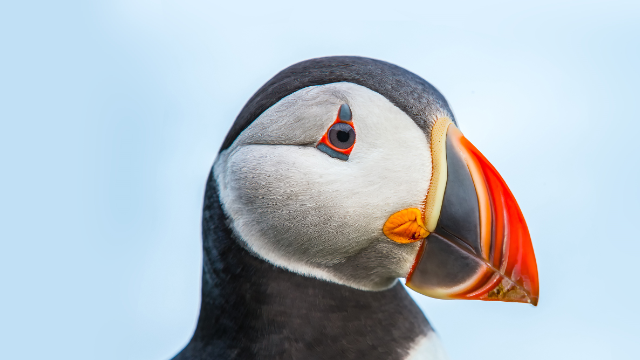 replay upcoming 26060